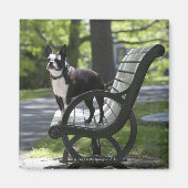 Boston Terrier Magneet (Voorkant)