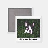 —Boston Terrier— Magneet (Voorkant / Achterkant)