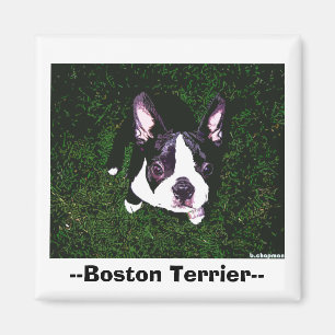 —Boston Terrier— Magneet