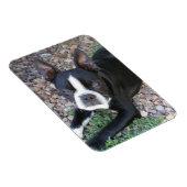 Boston Terrier Magneet (Rechterzijde)