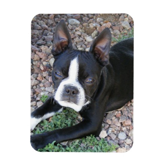 Boston Terrier Magneet (Verticaal)