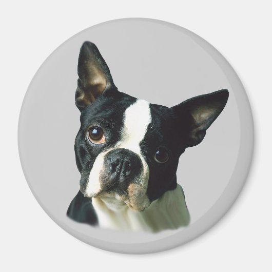 Boston Terrier Magnet (Voorkant)
