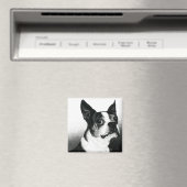 Boston Terrier Magnet - "Boston Style" (Insitu (Vaatwasser))