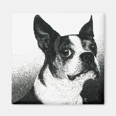 Boston Terrier Magnet - "Boston Style" (Voorkant)
