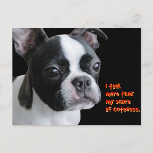 Boston Terrier: Meer dan mijn deel van de bezuini Briefkaart (Voorkant)