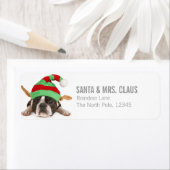 Boston Terrier met een kerst Pet Etiket (Insitu)