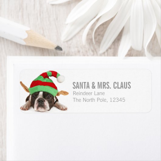 Boston Terrier met een kerst Pet Etiket (Insitu)