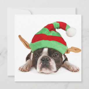 Boston Terrier met een kerstPet Feestdagenkaart