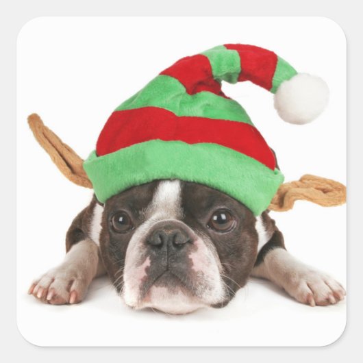 Boston Terrier met een kerstPet Vierkante Sticker (Voorkant)