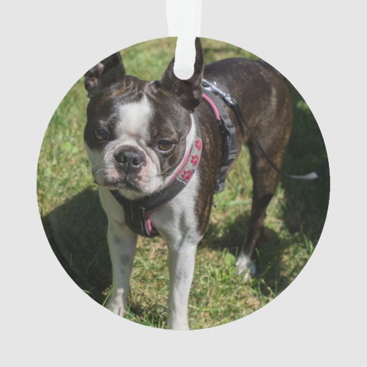 Boston Terrier met kerstspeldenhond Foto Ornament (achterkant)