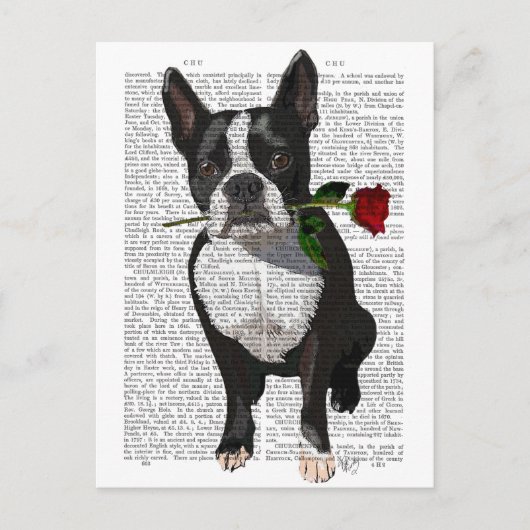 Boston Terrier met Roos in Mouth Briefkaart (Voorkant)