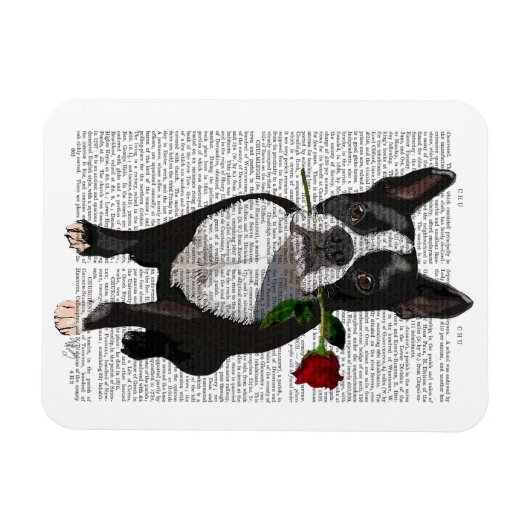 Boston Terrier met Roos in Mouth Magneet (Horizontaal)