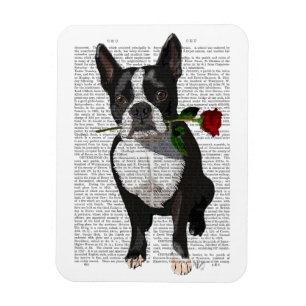 Boston Terrier met Roos in Mouth Magneet