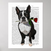 Boston Terrier met Roos in Mouth Poster (Voorkant)