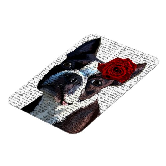 Boston Terrier met Roos op kop Magneet (Linkerzijde)