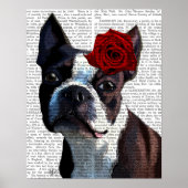 Boston Terrier met Roos op kop Poster (Voorkant)