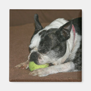Boston Terrier met Tennis Ball - Foto Magnet