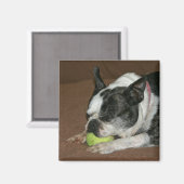 Boston Terrier met Tennisbal - Fotomagneet Magneet (Voorkant / Achterkant)