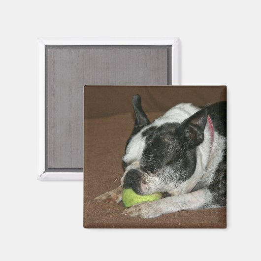 Boston Terrier met Tennisbal - Fotomagneet Magneet (Voorkant / Achterkant)
