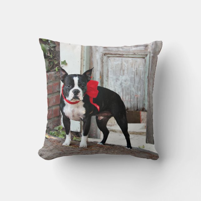 Boston Terrier - Miles Kussen (Voorkant)