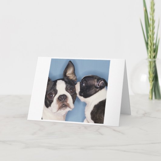 Boston Terrier Mother's Day Card Kaart (Voorkant)