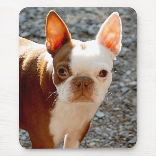 Boston Terrier Muismat (Voorkant)