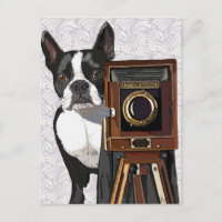 Boston Terrier Photographer 2