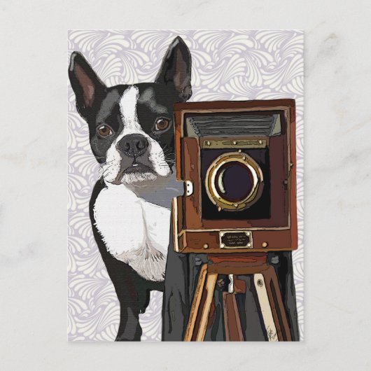 Boston Terrier Photographer 2 Briefkaart (Voorkant)