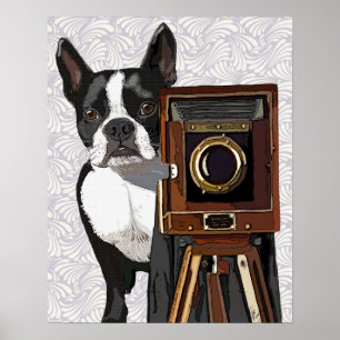 Boston Terrier Photographer Poster
