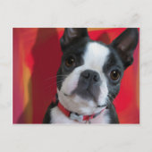 Boston Terrier Post Card Briefkaart (Voorkant)
