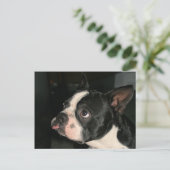 Boston Terrier Post Card Phhhtht! Briefkaart (Staand voorkant)
