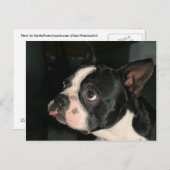Boston Terrier Post Card Phhhtht! Briefkaart (Voorkant / Achterkant)