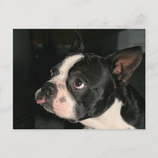 Boston Terrier Post Card Phhhtht! Briefkaart