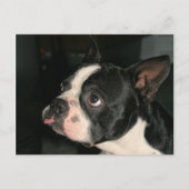 Boston Terrier Post Card Phhhtht! Briefkaart (Voorkant)