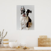 Boston Terrier Poster (Keuken)