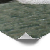 Boston Terrier Poster (Hoek)