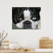 Boston Terrier Poster (Keuken)