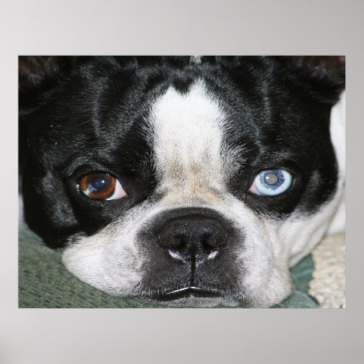 Boston Terrier Poster (Voorkant)