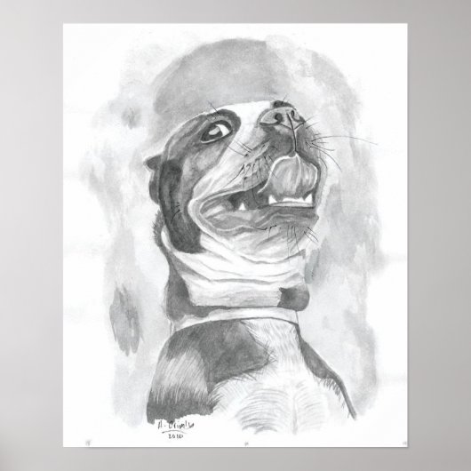 Boston Terrier Poster (Voorkant)
