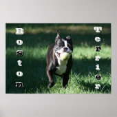 Boston Terrier Poster (Voorkant)