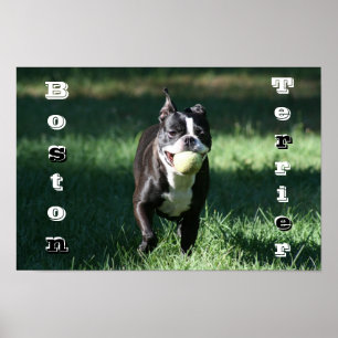 Boston Terrier Poster