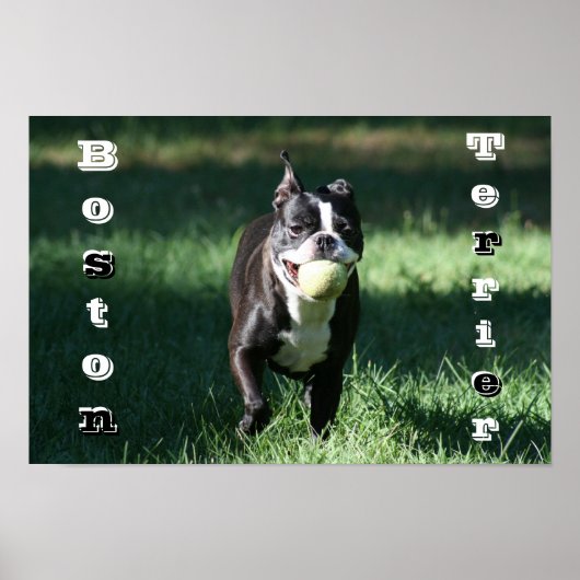 Boston Terrier Poster (Voorkant)