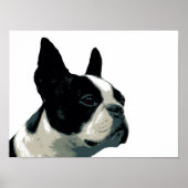 Boston Terrier Poster (Voorkant)