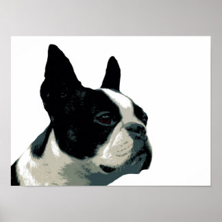Boston Terrier Poster