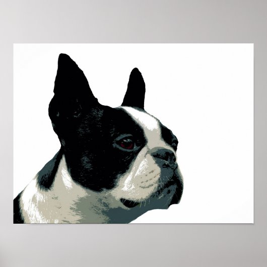 Boston Terrier Poster (Voorkant)