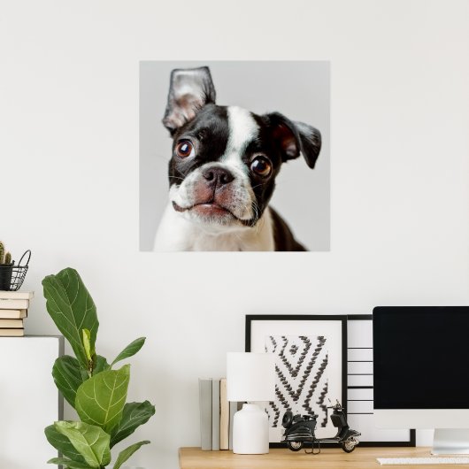 Boston Terrier Poster (Thuiskantoor)