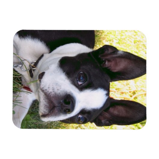 Boston Terrier Pup flexibele magneet (Horizontaal)