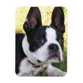 Boston Terrier Pup flexibele magneet (Verticaal)