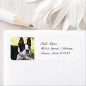 Boston Terrier Pup-maillabels Etiket (Insitu)