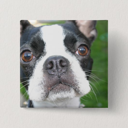 Boston Terrier Pup Square Button (Voorkant)